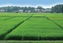 Jammu Kashmir Foodgrain Damage Rose to 0.82 MT in 2025-26; Centre Reports National Storage Push