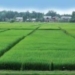 Jammu Kashmir Foodgrain Damage Rose to 0.82 MT in 2025-26; Centre Reports National Storage Push