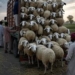 Day 09: Mutton Supply Crisis Deepens in Kashmir; Dealers Label Punjab Tax as ‘Gunda Tax’, Urge Families to Postpone Weddings