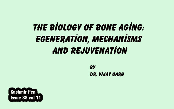 The Biology of Bone Aging: Degeneration, Mechanisms and Rejuvenation