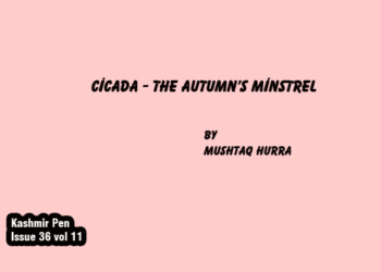 Cicada – The Autumn’s Minstrel