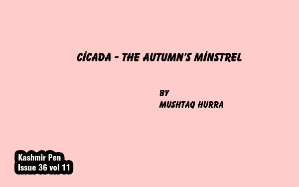 Cicada – The Autumn’s Minstrel
